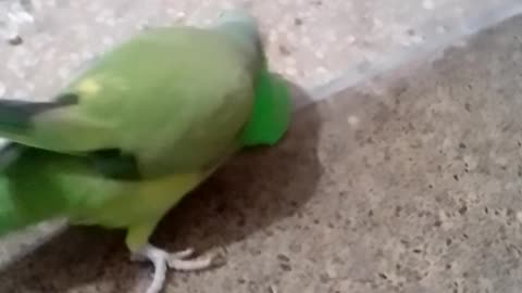 Parrot is playing with different (mukhtalif) toys(mithu khailono k sath khail raha ha)