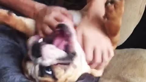 Bulldog puppy loves his tummy rubs