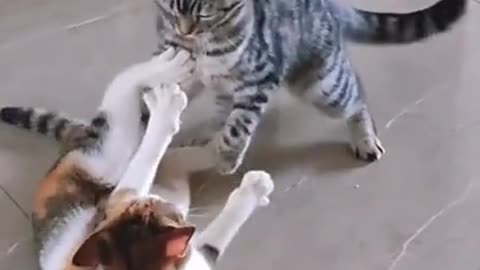 funny cat fight ( cats & kittens )