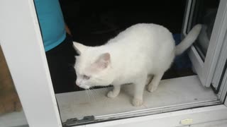 The white cat went out to the window.