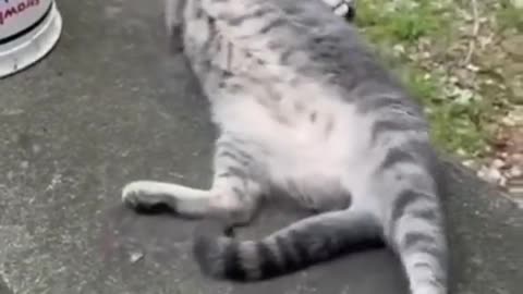 funny videos 2023|cat videos#funnycatvideos#funnyclipsvideo