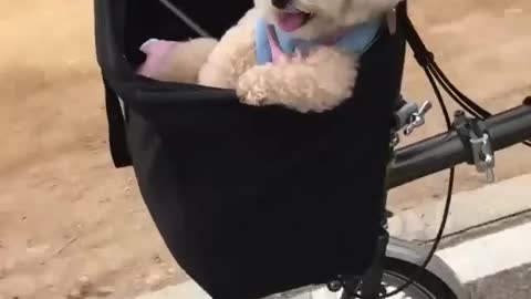 Happiest cute Dog