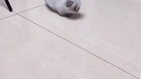 Cute Cat