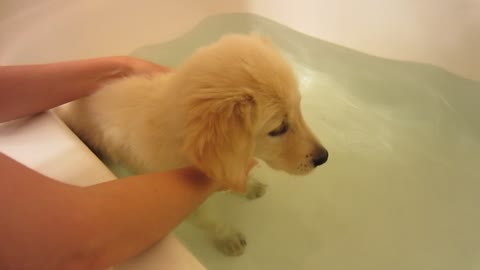 Cute English Cream Golden Retriever Puppy - First Time in a Bath Tub Full of Water - 8 Weeks Old