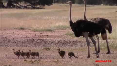 Ostrich Laying Eggs and Egg Hatching in the Wild