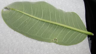 Raising Monarchs from Egg Laying Onward (Part 2)