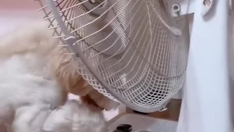 I want to blow the fan