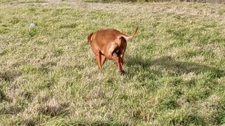 Ridgeback Pup Knows When To Let Ridgeback Dog Do His Own Thing