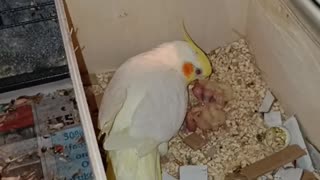 Cockatiel Chick Feeding