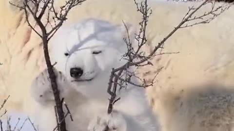 Little polar bear cub