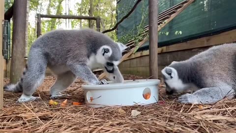 Our endangered ring-tailed lemur family is enjoying lunch out of a forage feeder today!