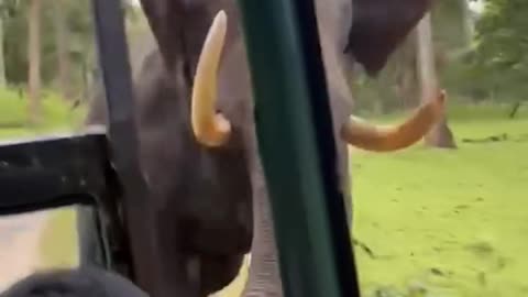 Elephant attack safari vehicle