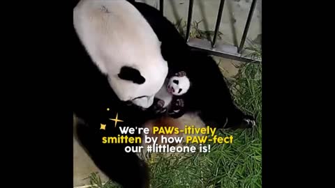 The little PAw of the baby Panda