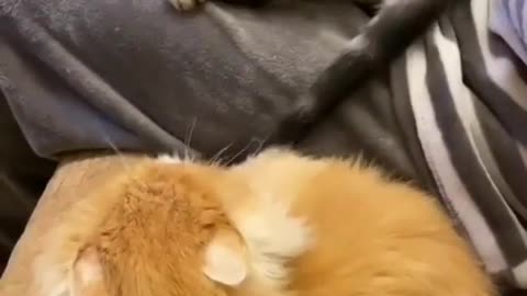 Funny Cute Cat Playing 😂😹