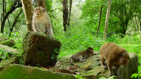 DURING FIGHT MONKEY SUDEENLY F*CK HER | AMAZING SCENE |