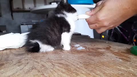 Syringe Feeding A Rescue Kitten