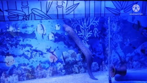 Aquarium Fish I Shark I Radiant Fish World I Cox's Bazar