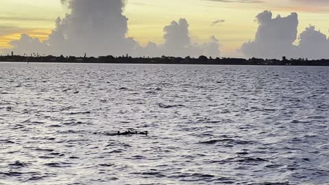 Ducks , Dolphin Sunrise