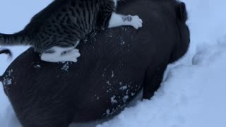 Hog Gives Cat a Ride Through the Snow
