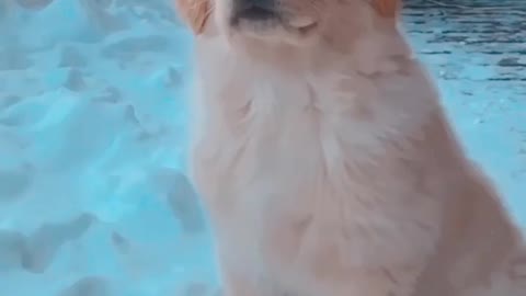 Funny Cute puppy Video 😍