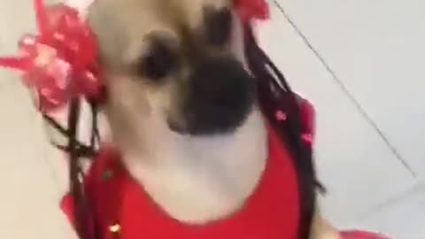 Dog's Dance 💍 Funny animal video 🤣