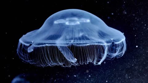 Moon Jellyfish oc speedpaint