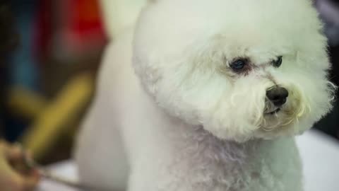 Dog portrait shot at hairdresser