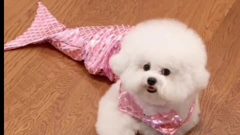 Little cute dog in mermaid dress