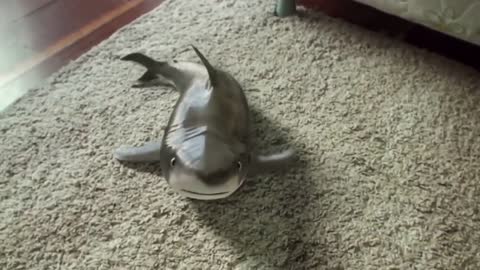 reaction of a beautiful baby shark