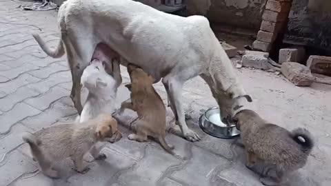 Hungry Newborn Puppies and Disabled Mother Dog..a heartbreaking sight