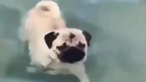 Crazy dog best funny videos dog funny videos with water word surfing. Water board surfing with dog