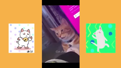 Funny Cat- Part-2