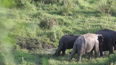 a family of elephants roaming at a grassland elephants for kids elephants