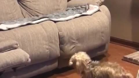 Watch This Dog Hilariously Fail To Jump On The Couch