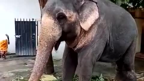 tame elephant