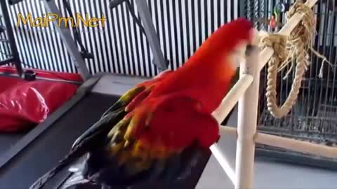 Funny and Cute Parrot