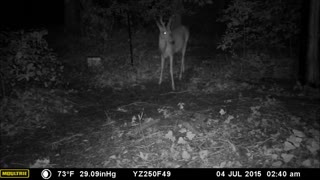 Young buck in Velvet caught feeding on Trail Camera