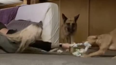 dog dominates puppy in hilarious game of tug-of war