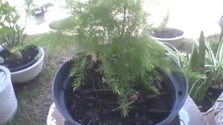 Little tree in a small pot at the flower shop, it will grow [Nature & Animals]