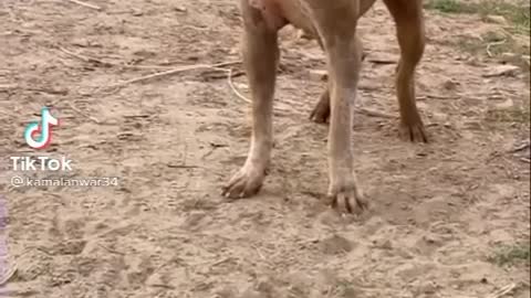 Pakistani bully 🐕🐶 cute dogs