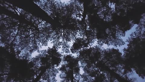 Beautiful Massive Forest Trees are waving themselves cause of lovely breeze