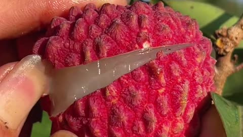 ASMR fruits cutting