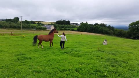 Caballo extremadamente feliz juega con perros en el campo