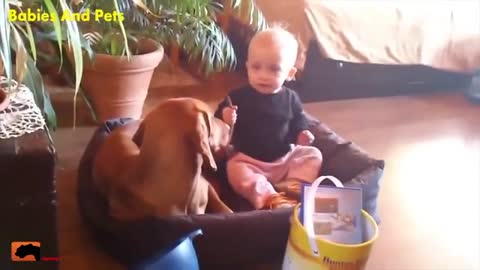 Babies in the company of very cute dogs.