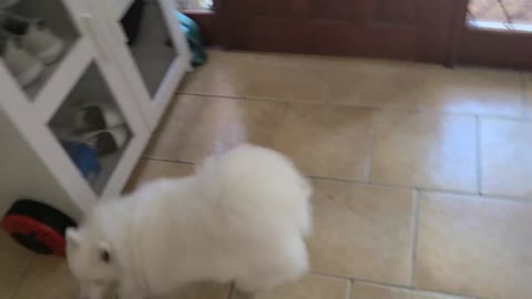 Lucy | Japanese Spitz | Excited To Go Out