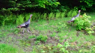 Wild Turkeys