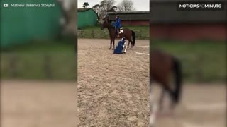 Pequeno obstáculo é demais para este cavalo!