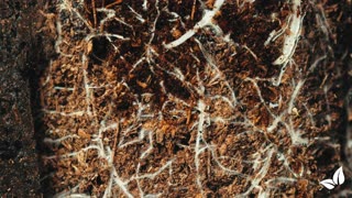 Worm Fertiliser Vermicompost • Organifer