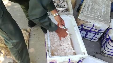 Incautación de huevos de iguana en Bolívar