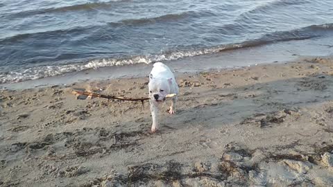 Happy dog in Baltic Sea